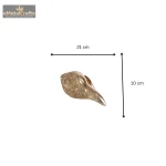 Brass Conch Vishnu Lakshmi Shell Shankh 3 3 25 eMetalCrafts